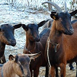 Агропромышленный комплекс с кормопроизводством. Чешская коза.