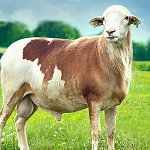 Мясное овцеводство Крыма
